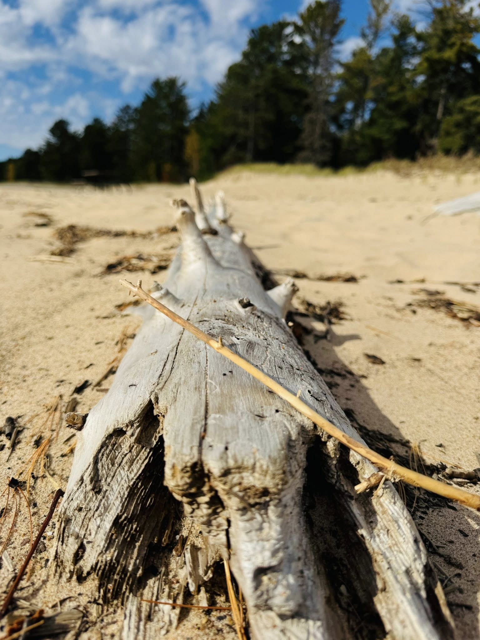 drift wood