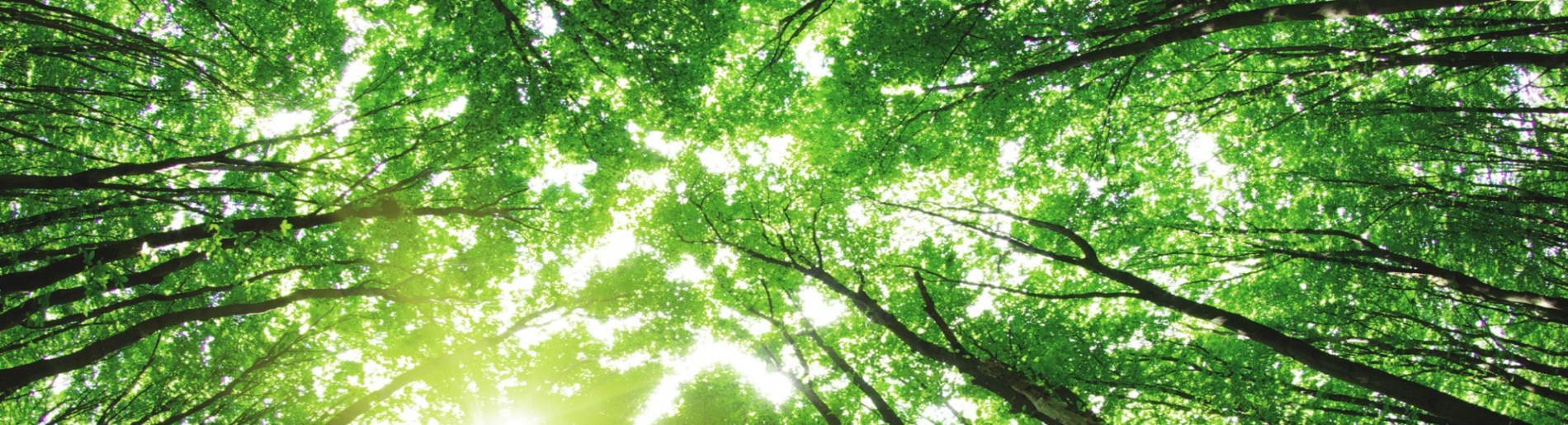 looking up at trees