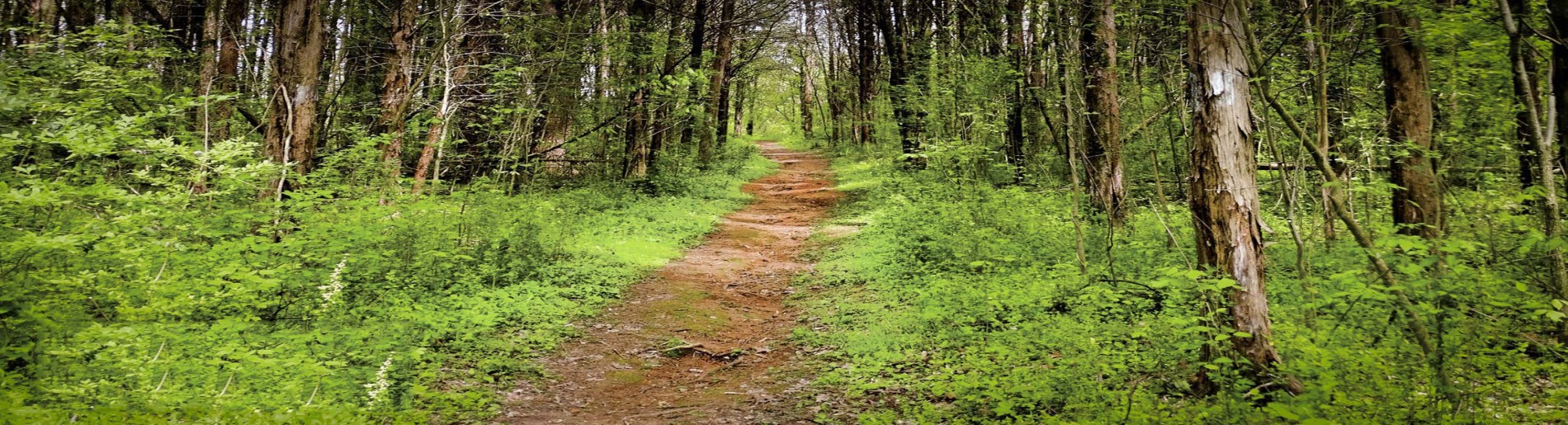 Pathways through trail through tress