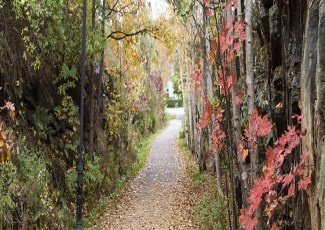picture of fitness trail