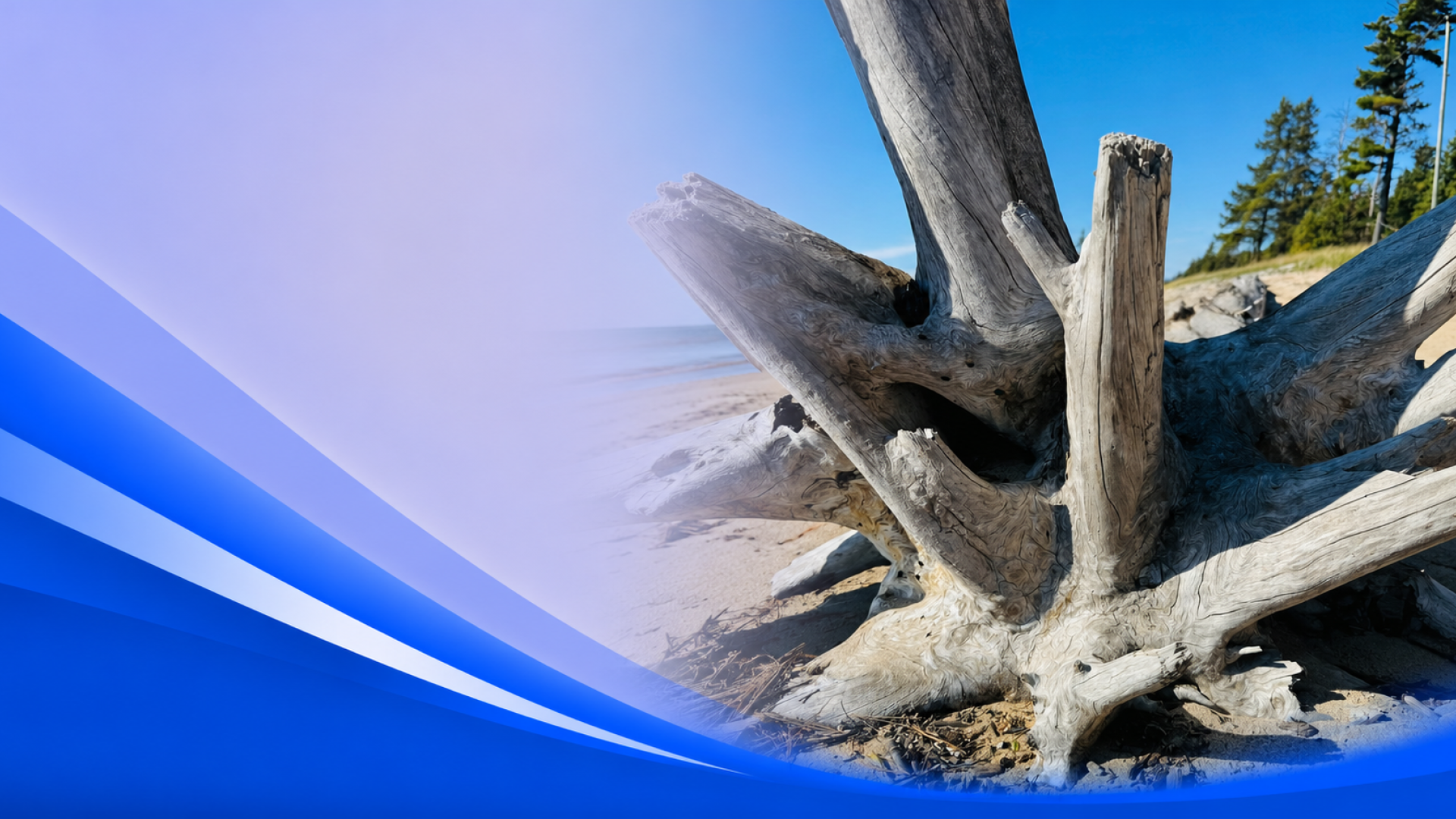 Driftwood on a sunny beach